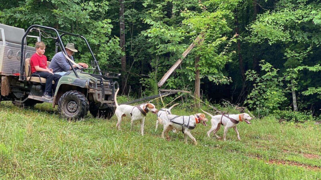 Bird dog running alongside an ATV, showing the benefits of roading for stamina and fitness