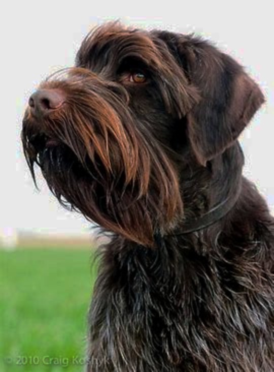 Pudelpointers: The Perfect Blend of Intelligence and Strength - Tooth ...