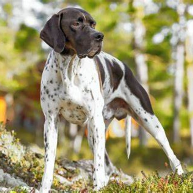 English Pointer