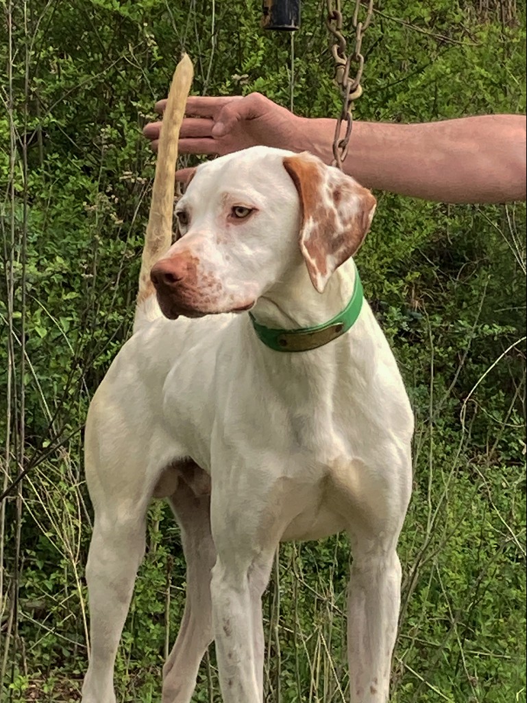Pointer Bird Dog