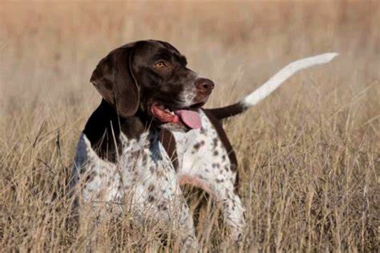 English Pointer and Upland Birds
