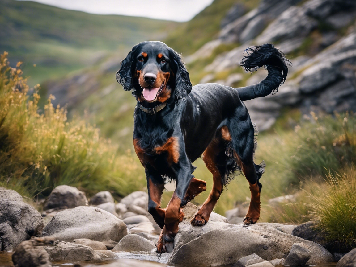 How to keep your Gordon Setter fit and happy